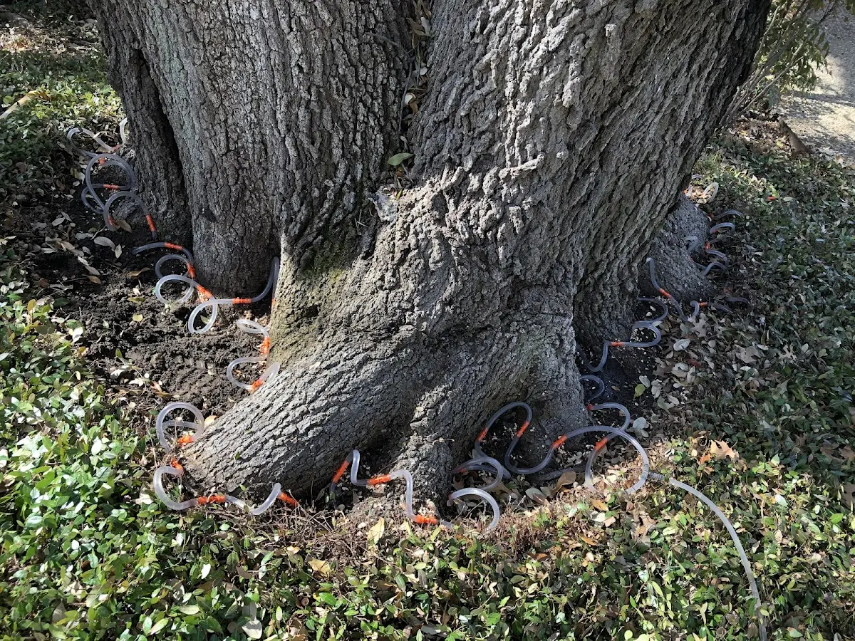 Detailed Shrub and Hedge Trimming job site in Canyon Lake
