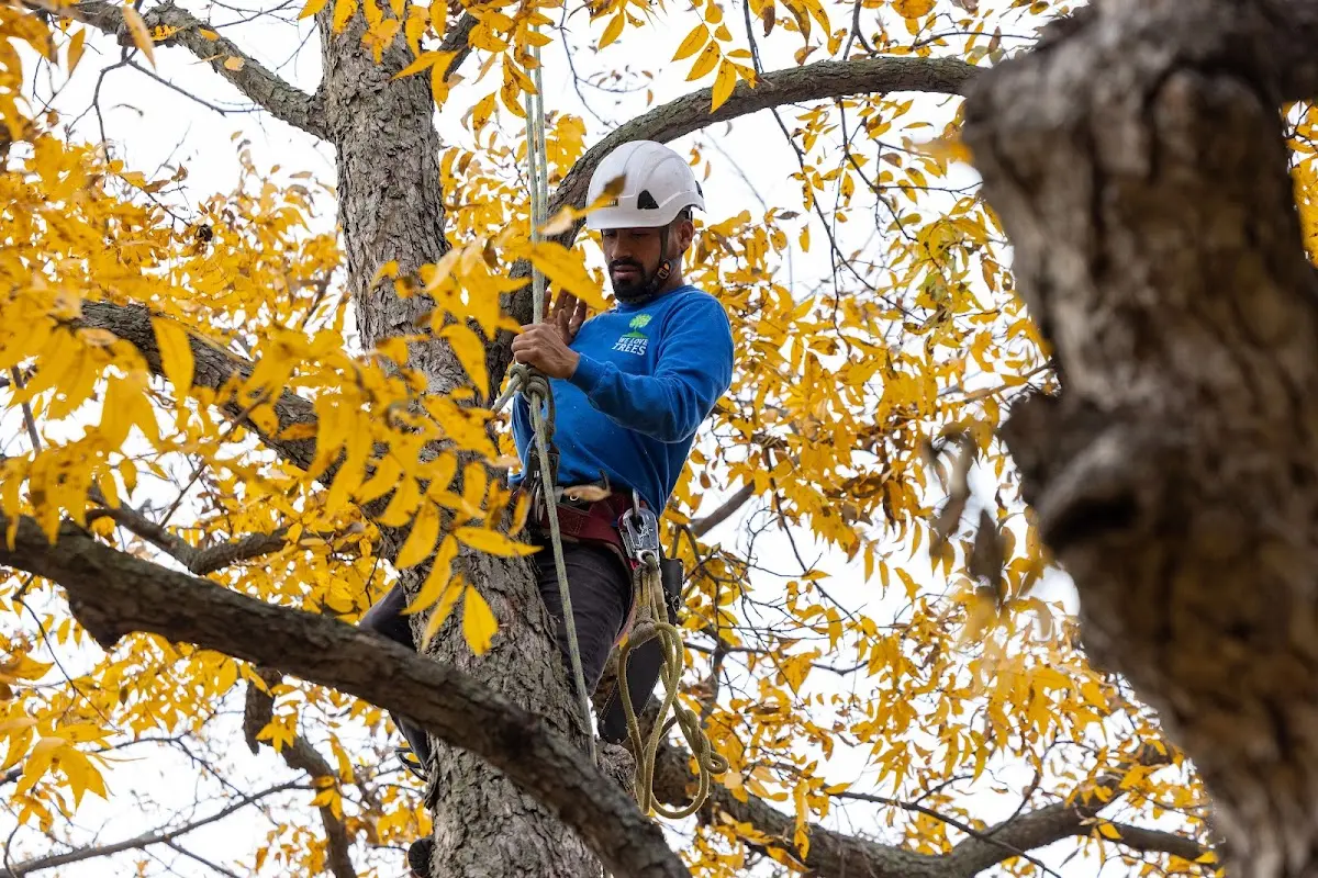 Skilled Tree Planing crew working in Canyon Lake